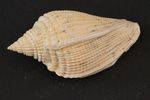 Schnecke_Nr PB04